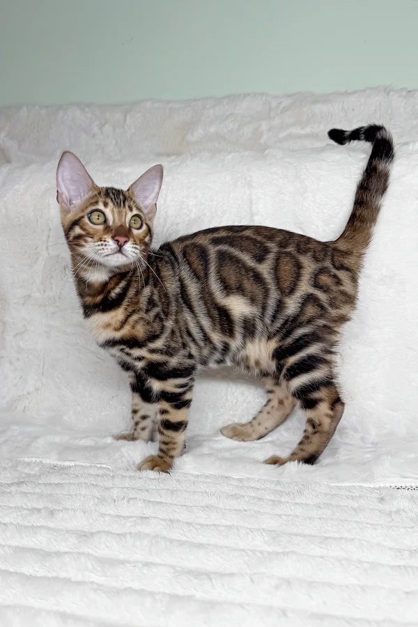 1_King_710006_600x King Bengal Male Kitten For Sale – Glitter-Coated Royalty with Emerald Eyes