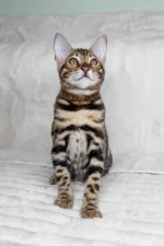 King Bengal Male Kitten For Sale – Glitter-Coated Royalty with Emerald Eyes