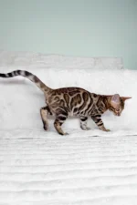 King Bengal Male Kitten For Sale – Glitter-Coated Royalty with Emerald Eyes