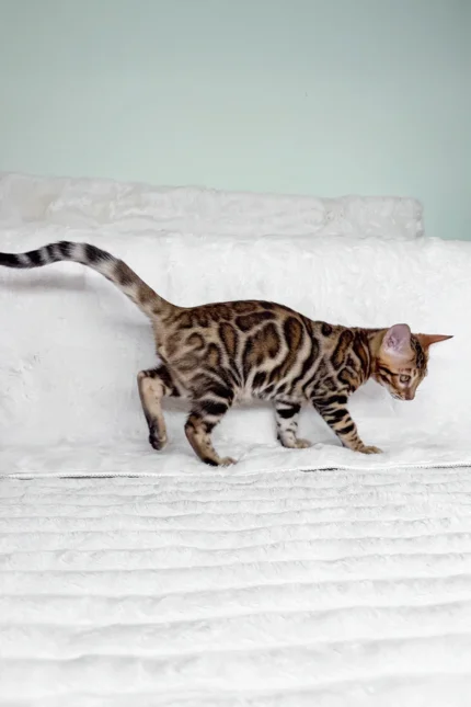 King Bengal Male Kitten For Sale – Glitter-Coated Royalty with Emerald Eyes