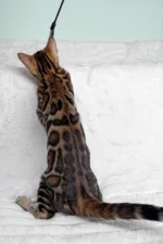 King Bengal Male Kitten For Sale – Glitter-Coated Royalty with Emerald Eyes