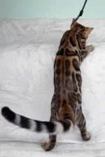 King Bengal Male Kitten For Sale – Glitter-Coated Royalty with Emerald Eyes