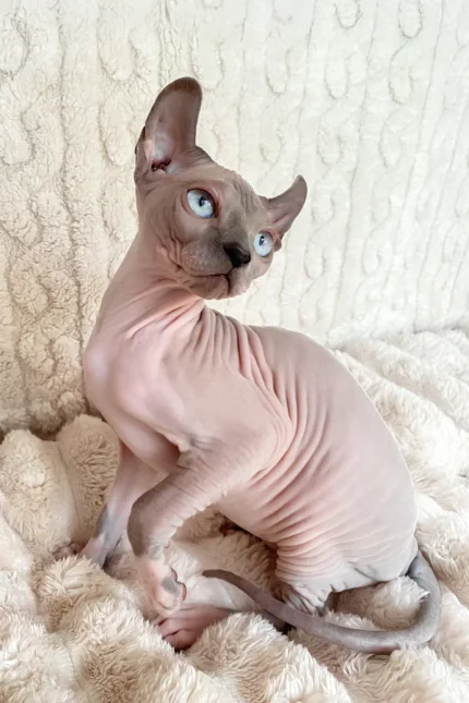 Logan Elf Sphynx Male Kitten For Sale