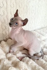 Logan Elf Sphynx Male Kitten For Sale