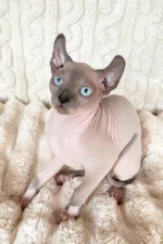 Logan Elf Sphynx Male Kitten For Sale