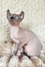 Logan Elf Sphynx Male Kitten For Sale