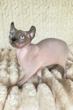 Logan Elf Sphynx Male Kitten For Sale