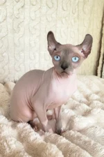 Logan Elf Sphynx Male Kitten For Sale