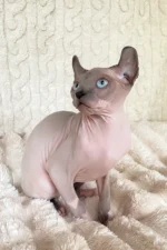 Logan Elf Sphynx Male Kitten For Sale