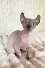 Logan Elf Sphynx Male Kitten For Sale