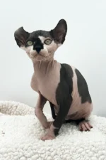 Female Dwelf Sphynx Kitten Madonna – Velvety, Playful & Ready to Be Your Shadow