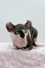 Female Dwelf Sphynx Kitten Madonna – Velvety, Playful & Ready to Be Your Shadow