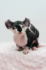 Female Dwelf Sphynx Kitten Madonna – Velvety, Playful & Ready to Be Your Shadow