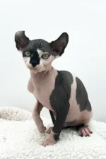 Female Dwelf Sphynx Kitten Madonna – Velvety, Playful & Ready to Be Your Shadow