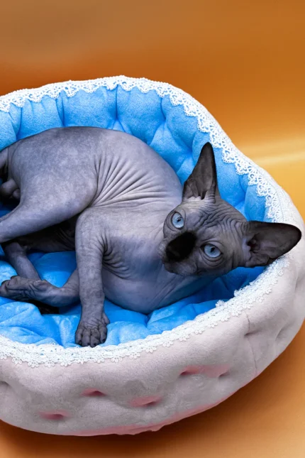 Mars UK Sphynx Male Kitten For Sale