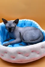 Mars UK Sphynx Male Kitten For Sale