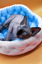 Mars UK Sphynx Male Kitten For Sale