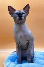 Mars UK Sphynx Male Kitten For Sale