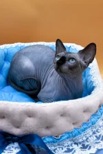 Mars UK Sphynx Male Kitten For Sale