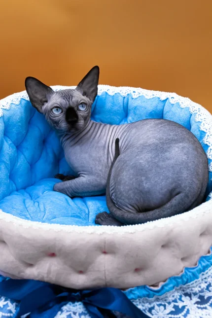Mars UK Sphynx Male Kitten For Sale