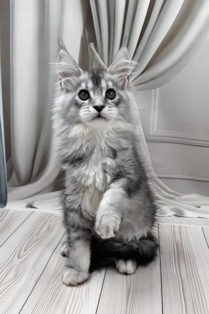 Melissa Maine Coon Female Kitten For Sale