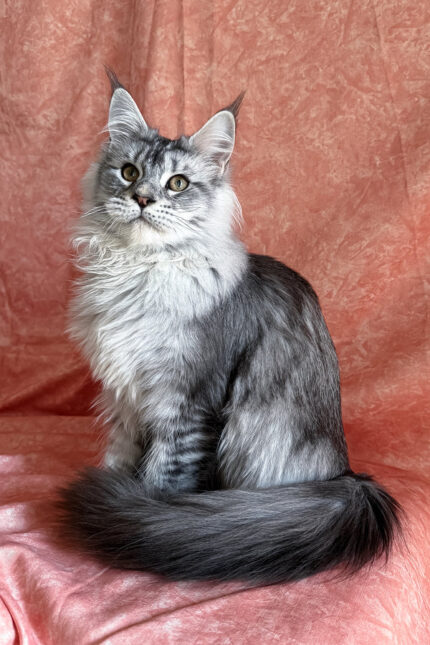 Nafaniel Male Maine Coon Kitten - Polydactyl Black Silver Ticked Tabby