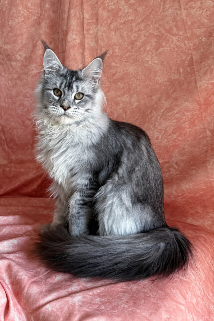 Nafaniel Male Maine Coon Kitten - Polydactyl Black Silver Ticked Tabby