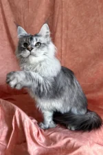Nafaniel Male Maine Coon Kitten - Polydactyl Black Silver Ticked Tabby