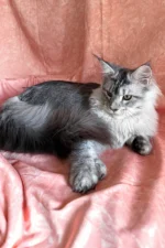 Nafaniel Male Maine Coon Kitten - Polydactyl Black Silver Ticked Tabby