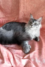 Nafaniel Male Maine Coon Kitten - Polydactyl Black Silver Ticked Tabby