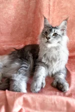 Nafaniel Male Maine Coon Kitten - Polydactyl Black Silver Ticked Tabby