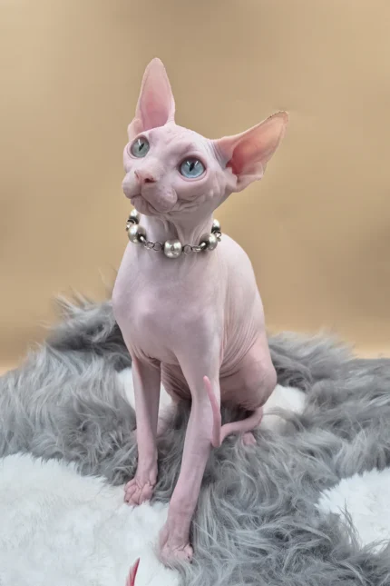 Napoleon Canadian Sphynx Male Kitten