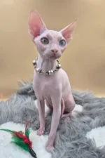 Napoleon Canadian Sphynx Male Kitten