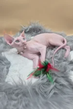 Napoleon Canadian Sphynx Male Kitten