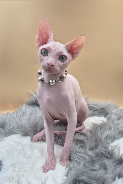 Napoleon Canadian Sphynx Male Kitten