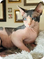 1_Olivia_811000_600x (1)