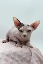 Female Dwelf Sphynx Kitten Olivia – Rare Van Pattern Beauty with a Gentle Soul