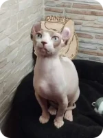 1_Olivia_811000_600x (1)