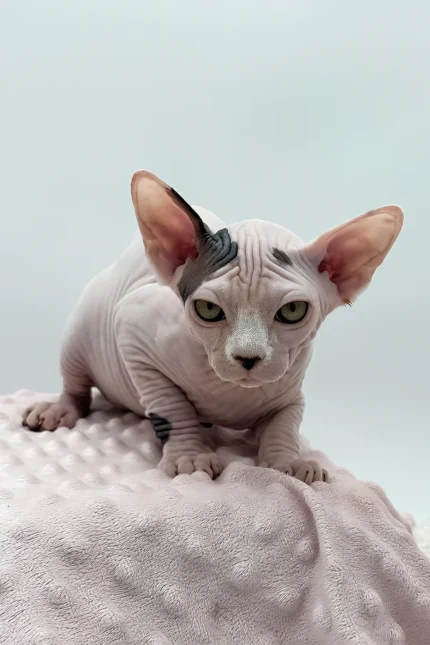 Female Dwelf Sphynx Kitten Olivia – Rare Van Pattern Beauty with a Gentle Soul