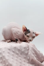 Female Dwelf Sphynx Kitten Olivia – Rare Van Pattern Beauty with a Gentle Soul