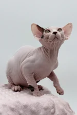 Female Dwelf Sphynx Kitten Olivia – Rare Van Pattern Beauty with a Gentle Soul