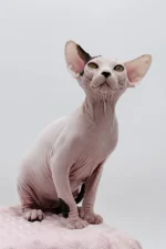 Female Dwelf Sphynx Kitten Olivia – Rare Van Pattern Beauty with a Gentle Soul