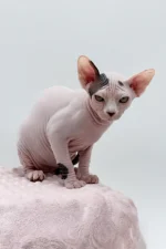 Female Dwelf Sphynx Kitten Olivia – Rare Van Pattern Beauty with a Gentle Soul