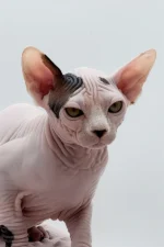 Female Dwelf Sphynx Kitten Olivia – Rare Van Pattern Beauty with a Gentle Soul