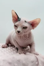 Female Dwelf Sphynx Kitten Olivia – Rare Van Pattern Beauty with a Gentle Soul