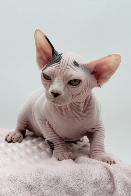 Female Dwelf Sphynx Kitten Olivia – Rare Van Pattern Beauty with a Gentle Soul