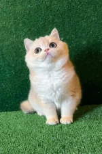 Radomir British Shorthair Male Kitten