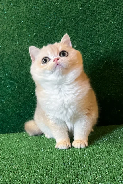 Radomir British Shorthair Male Kitten