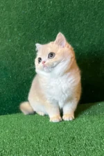 british shorthair breeders kent