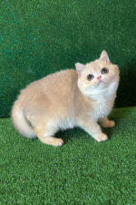 british shorthair breeders kent